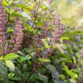 Heiliges Basilikum 'Tulsi' Pflanze